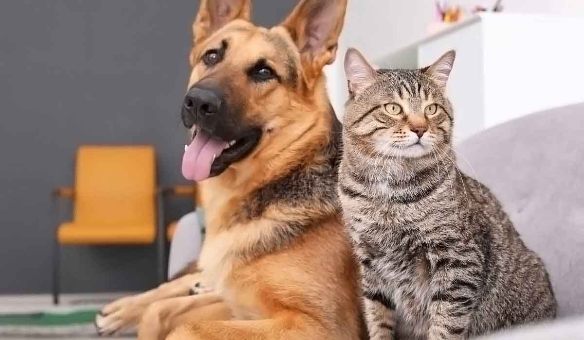 帮企业增收入的ddos工具下载