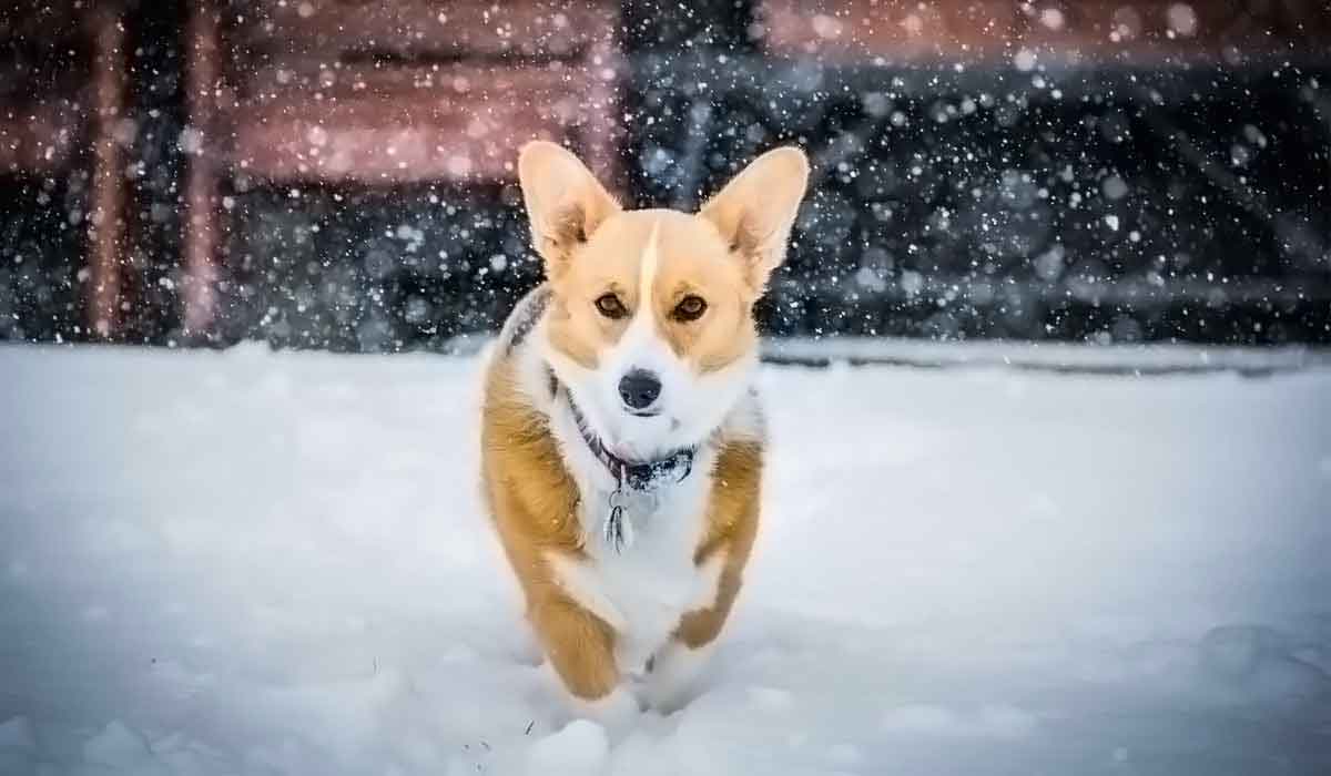 攻击网站在线工具