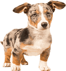 ddos在线攻击平台